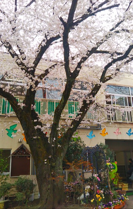 ナザレ幼稚園 桜